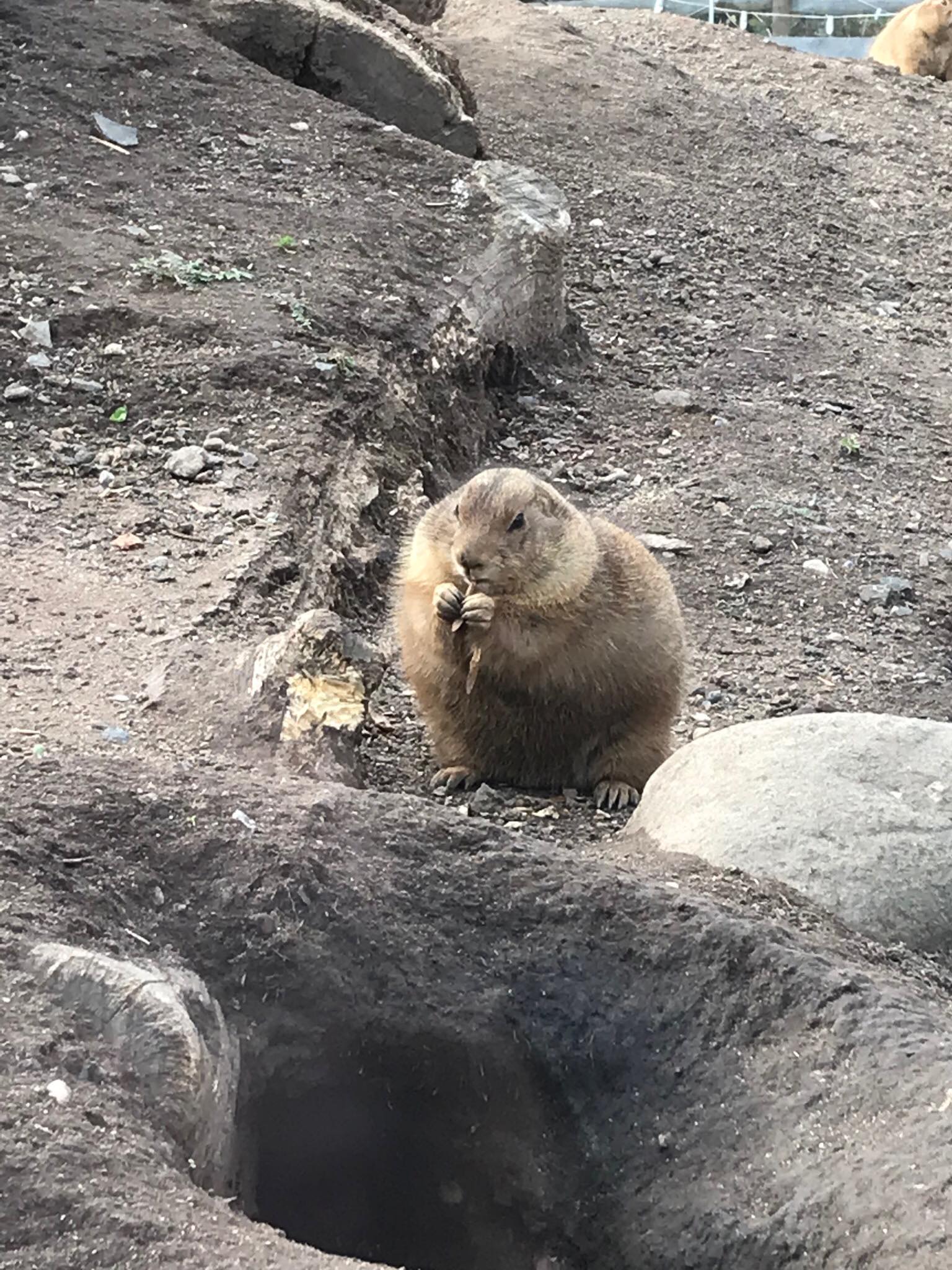 1) prairie dog