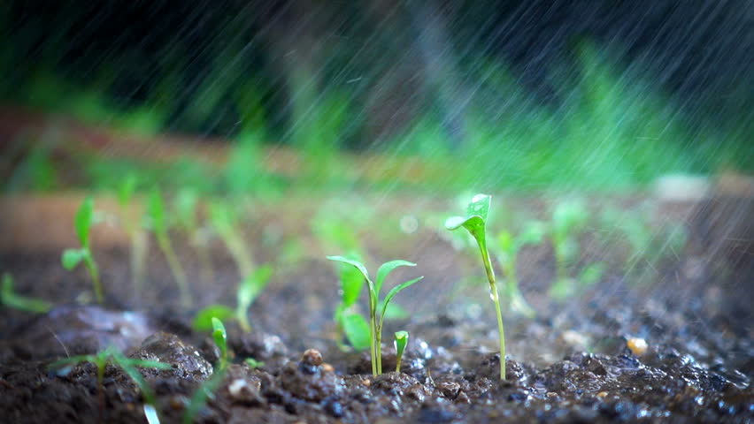 sproute slow version image