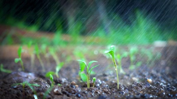 sproute slow version image